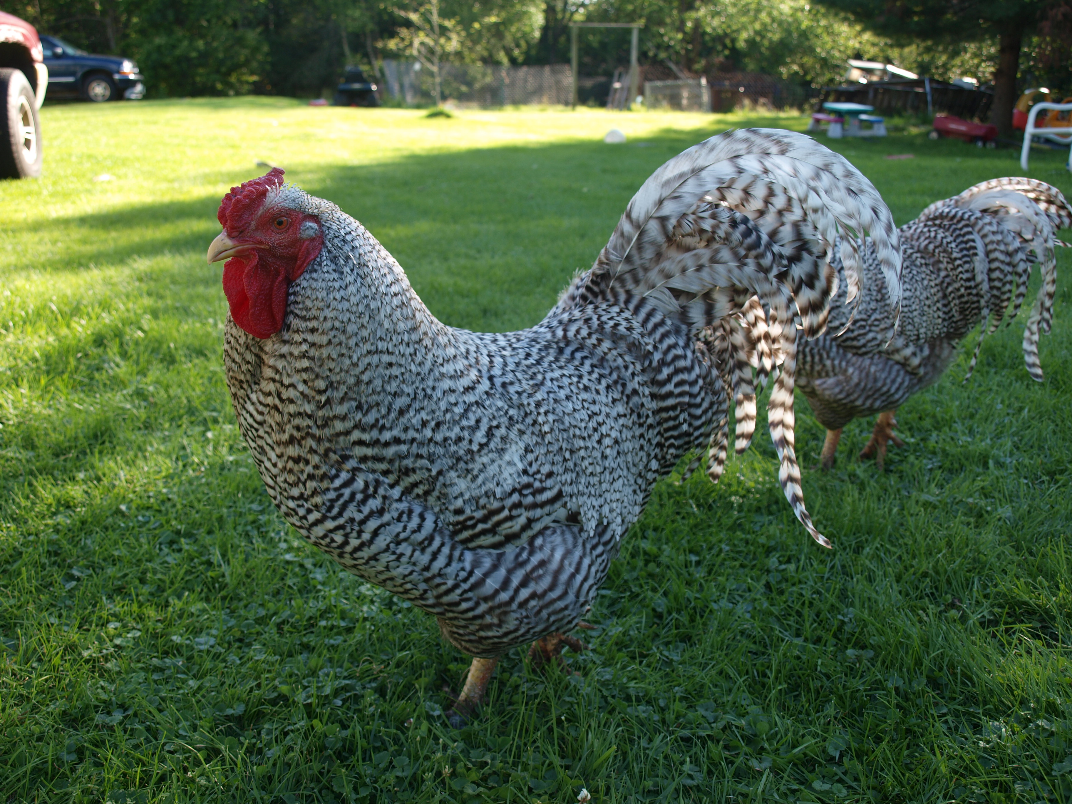 dominique rooster